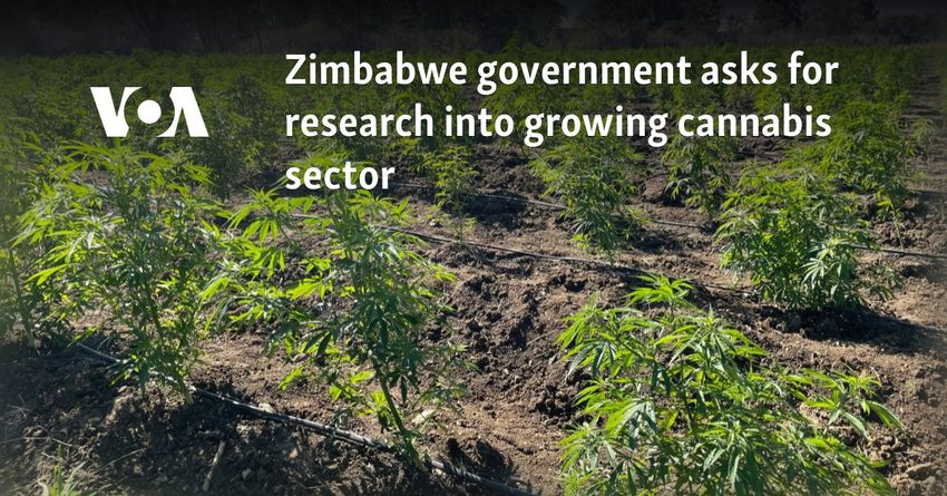  Zimbabwe government asks for research into growing cannabis sector