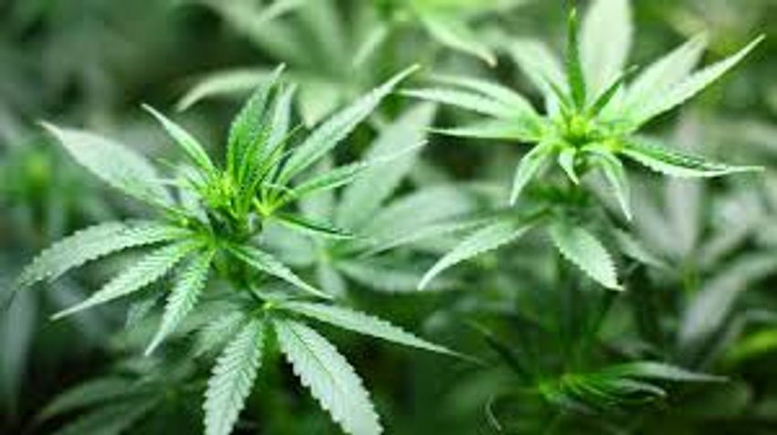  Government to lift ban on marijuana, brand local alcohols