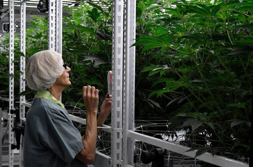  Medical marijuana company will grow all its Georgia cannabis in Macon. See the facility.