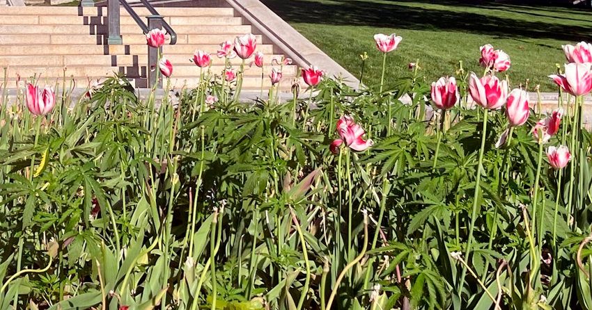  Up in smoke: Workers remove dozens of apparent marijuana plants from Wisconsin Capitol tulip garden