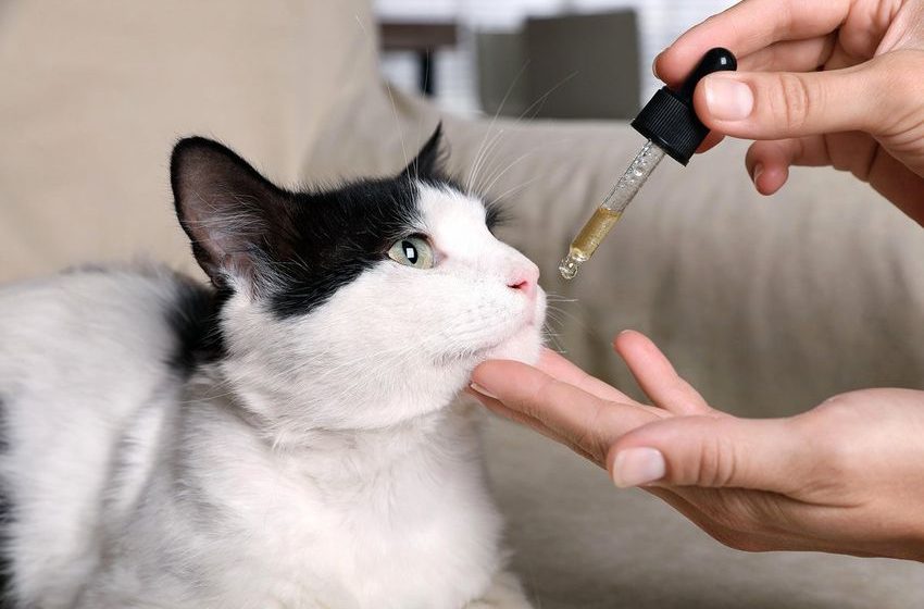  Is CBD Safe for Cats and Dogs?