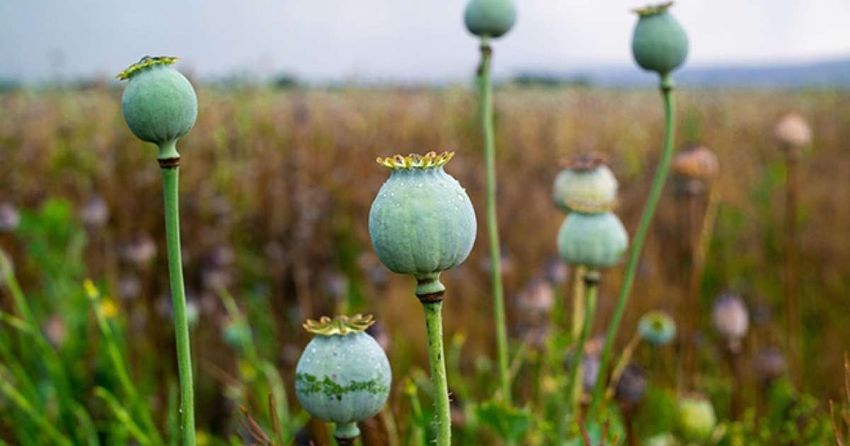  Thailand authorises medical use of opium and magic mushrooms