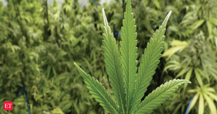  Nepal to legalise marijuana cultivation for medicinal purposes