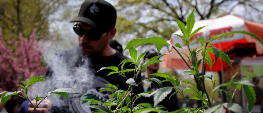  Workers Discover Cannabis Grow Outside Wisconsin’s Capitol Building: REPORT