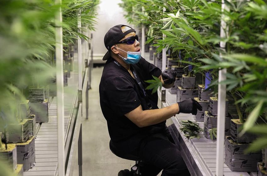  Nevada cannabis businesses, consumers may see lower costs