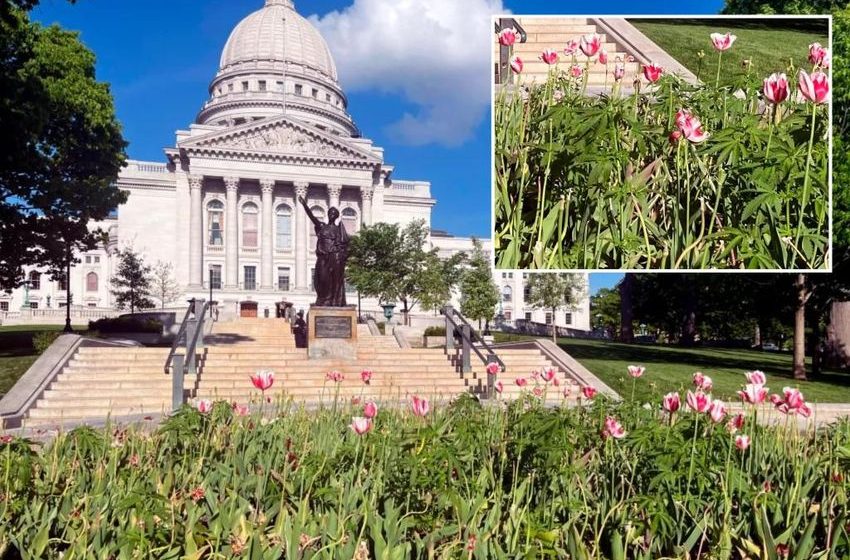  Workers remove dozens of apparent marijuana plants from Wisconsin Capitol tulip garden