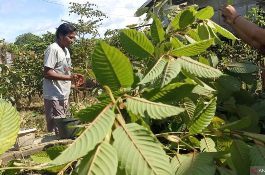  President holds meeting to discuss legalizing kratom