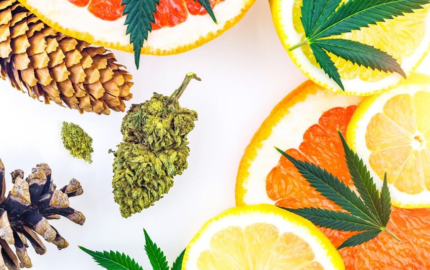  Can Terpenes Reverse A Bad Cannabis High?