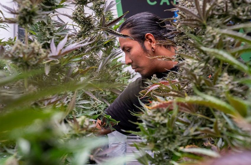  ‘Sovereign flex’: How a tribe defied a US state with a cannabis superstore