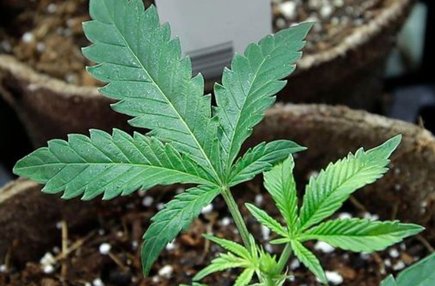  New Hampshire kills bill to legalize recreational marijuana