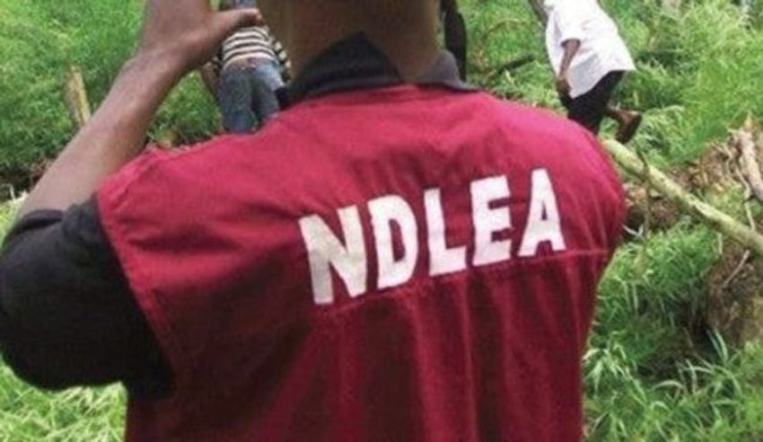  NDLEA declares Adamawa drug baron wanted, seizes 1,861kg cannabis