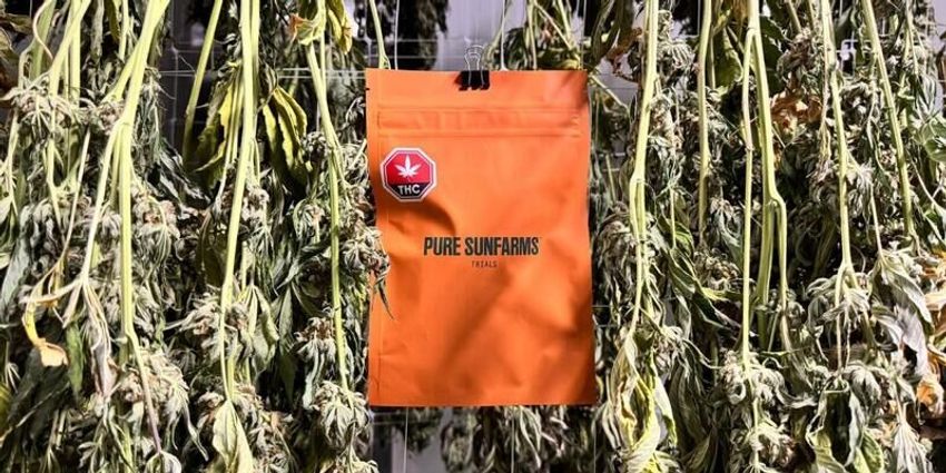 Trial Cannabis Strain Programs – Pure Sunfarms Corp. Has Introduced Trials by Pure Sunfarms (TrendHunter.com)