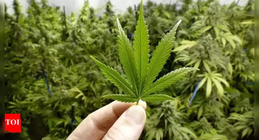  Shortage of de-addiction centres fuelling ganja consumption in Andhra Pradesh