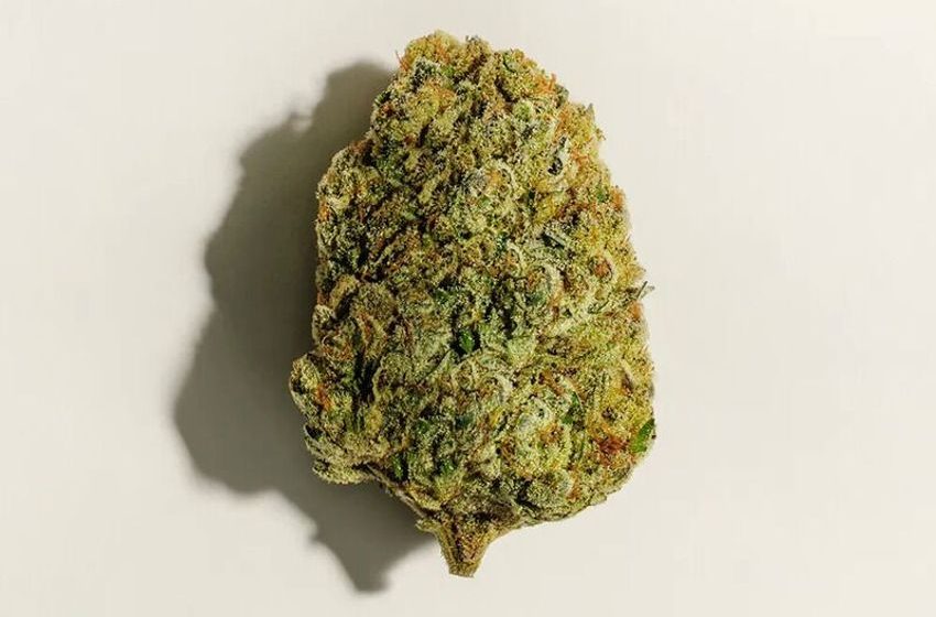  Potent Indica Strains – Pure Sunfarms Corp. Introduces the Kush God Strain (TrendHunter.com)