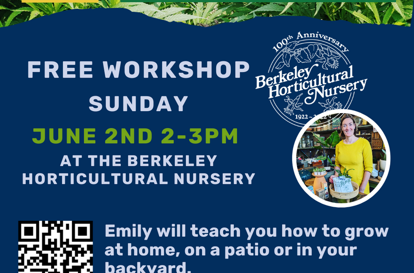  6/2/24: Growing Cannabis in the Garden (Berkeley) – FREE