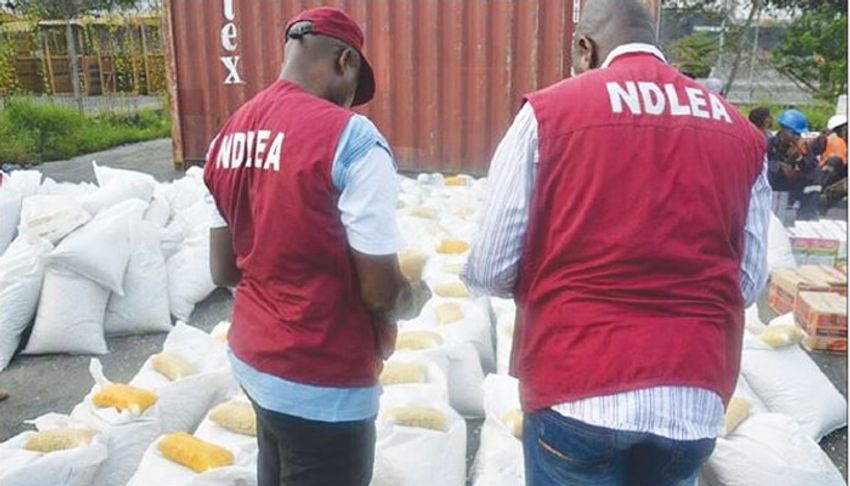  NDLEA seizes 10,000kg marijuana, secures 241 convictions in Ondo