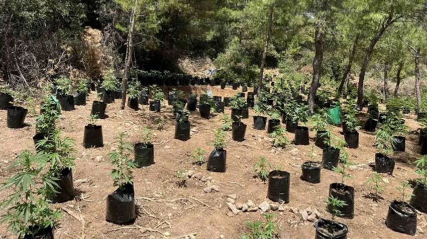  They found a cannabis plantation with 1,714 seedlings in Boeotia