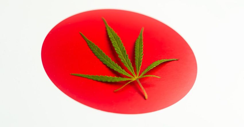  Japan’s Crackdown on Cannabis and CBD Throws a Booming Market Into Uncertainty