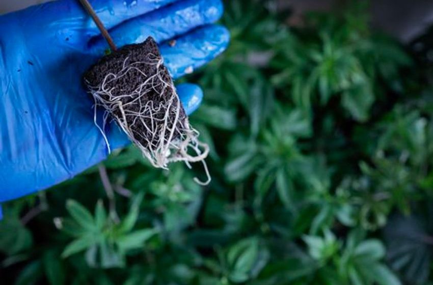  On the farm: Why outdoor cannabis farms are sprouting in the rocky soil of Massachusetts