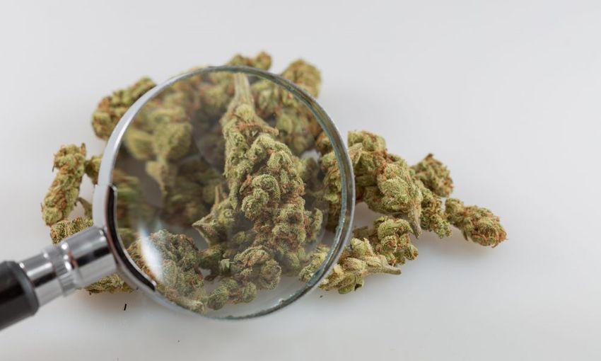  Federal Health Officials Discuss Marijuana Research And Rescheduling Implications, But DEA Cancels Scheduled Appearance