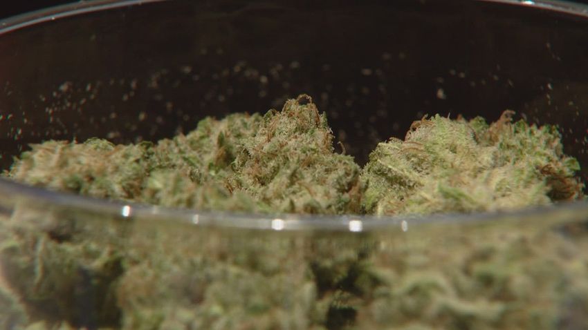  Health advisory issued for marijuana sold in Colorado