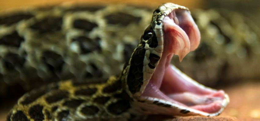  Meet The Cannabis-Dwelling Long-Tailed Rattlesnake—And 2 Other Elusive ‘Rattlers’ Of Mexico