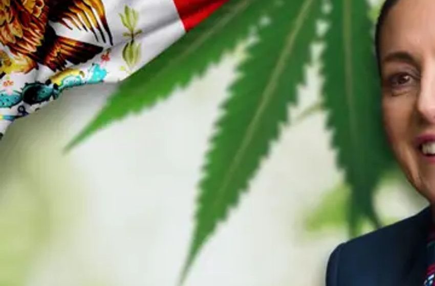  Mexico’s First Female President Supports Cannabis: Will Claudia Sheinbaum Legalize Marihuana?