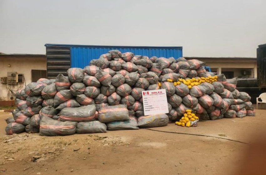  NDLEA destroys 28,959kg cannabis in Edo, Ekiti forests