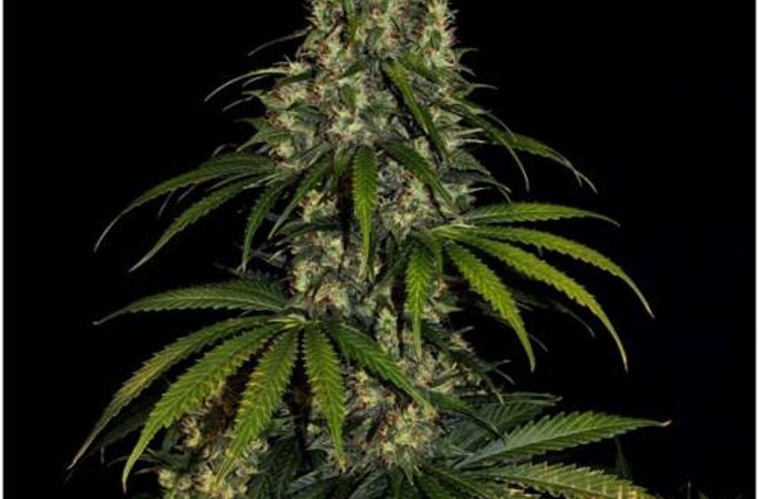  Revolutionizing Cannabis: The Autoflowering Phenomenon