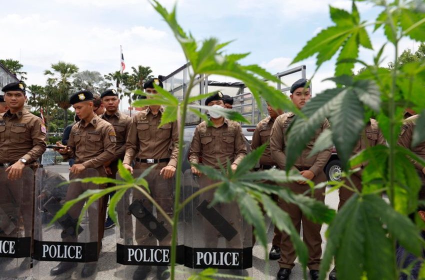  Cannabis classificata come narcotico in Tailandia, proteste