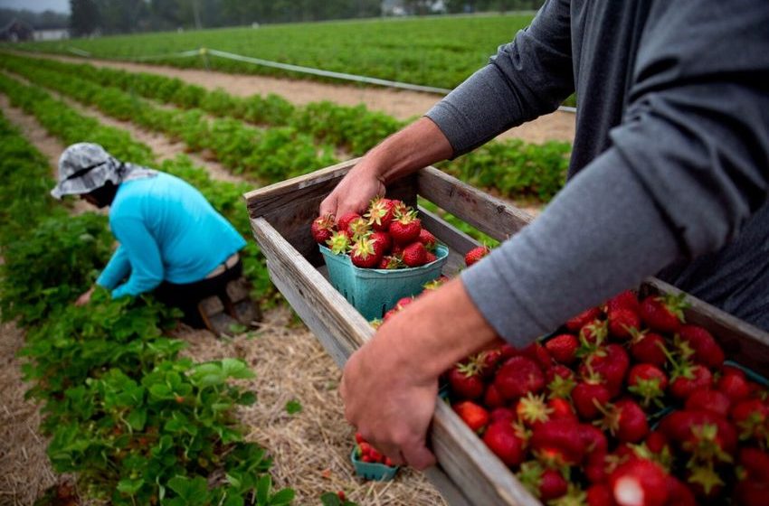  Maxwell’s in Cape Elizabeth to close strawberry farm after 5 decades