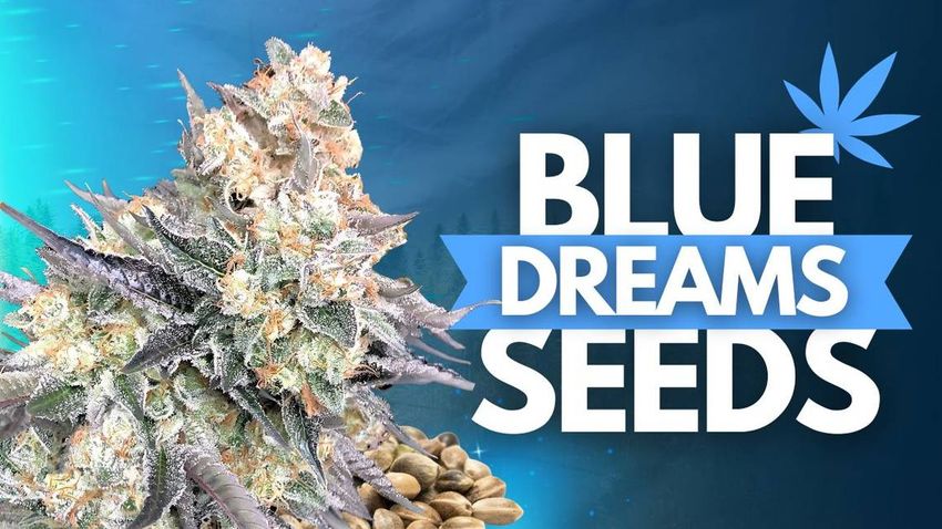  Blue Dream Seeds: Genetics, Cultivation and Where to Buy