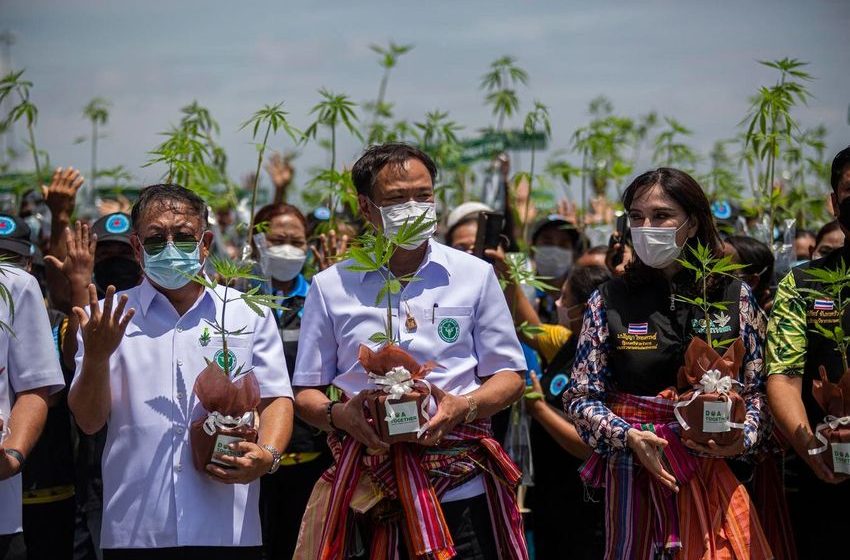  Thailand To Reverse Cannabis Re-Criminalization Plan
