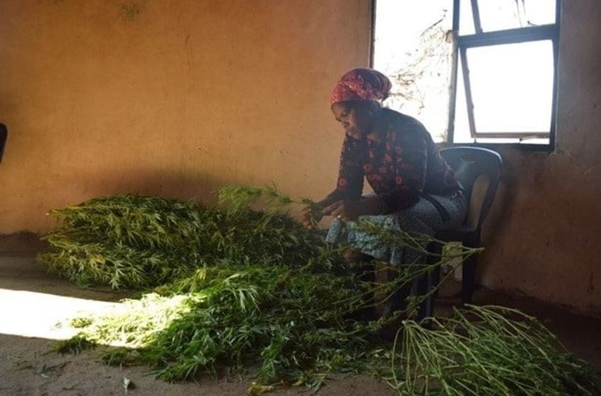  News24 | Mpondoland dagga growers left out to dry