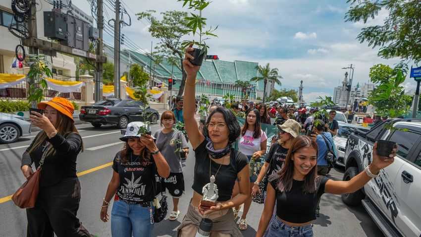  Cannabis advocates in Thailand protest a proposal to ban again its general use