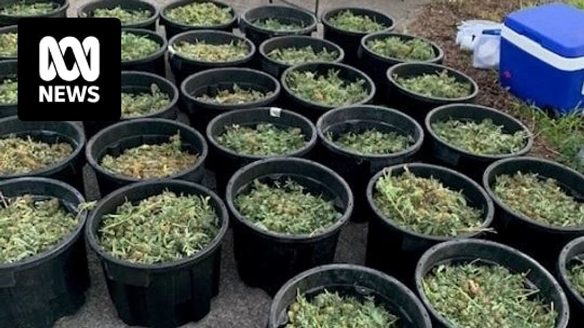  Three charged after police seize cannabis worth $1.5 million in Hunter Valley raid