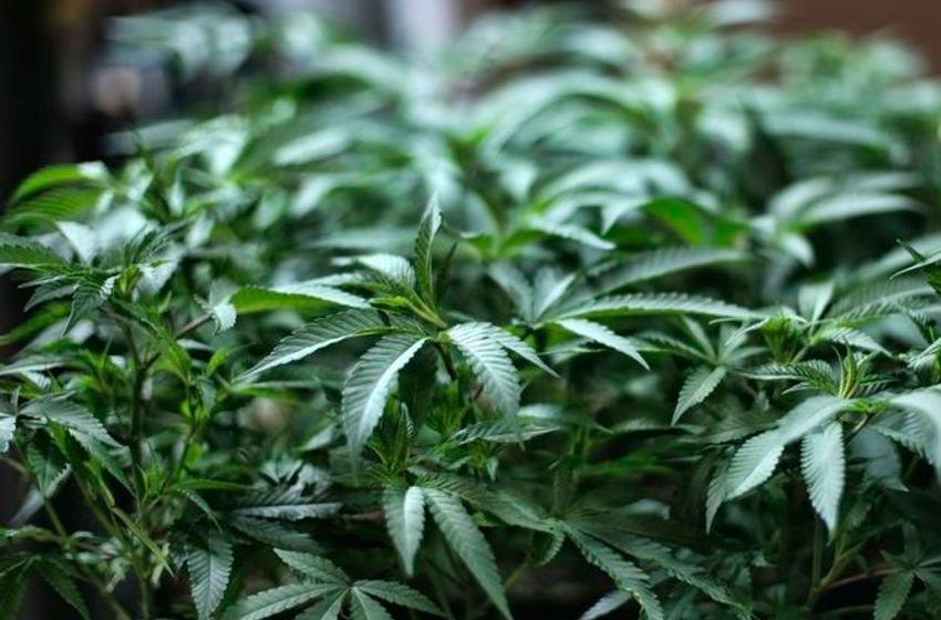  Two men (30s) arrested as €330k worth of cannabis seized at grow house in Cavan