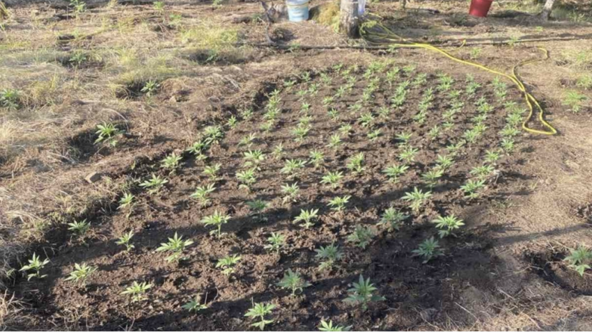  Patra: Organised cannabis plantation with 1,838 seedlings found in Vardousia