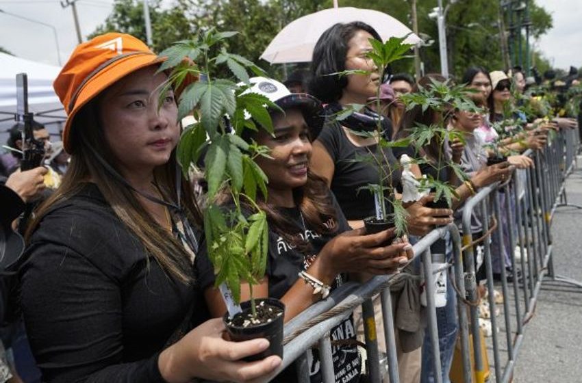  Thai Legalization Advocates Rally as Government Moves Toward Cannabis Ban