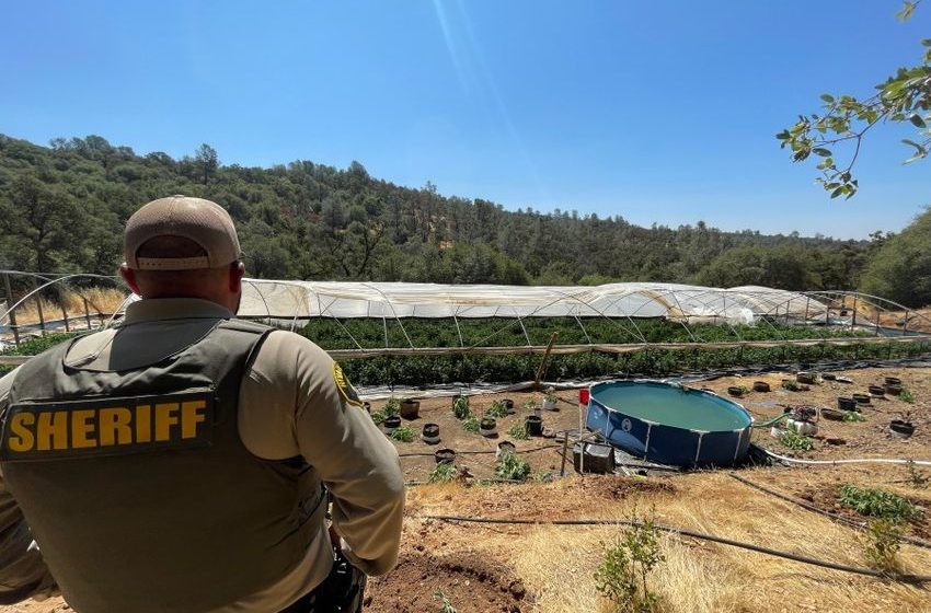  Over 15,000 illegal marijuana plants destroyed in July by Northern California deputies