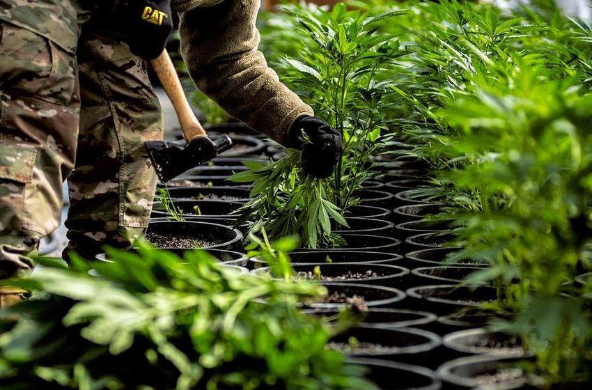  Oklahoma task force seizes thousands of marijuana plants, cash and guns from illegal grow