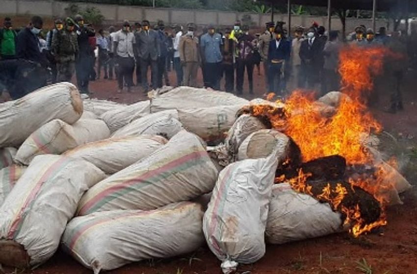  CAMEROUN :: Fight against drugs in Cameroon: 62 bags of cannabis destroyed.