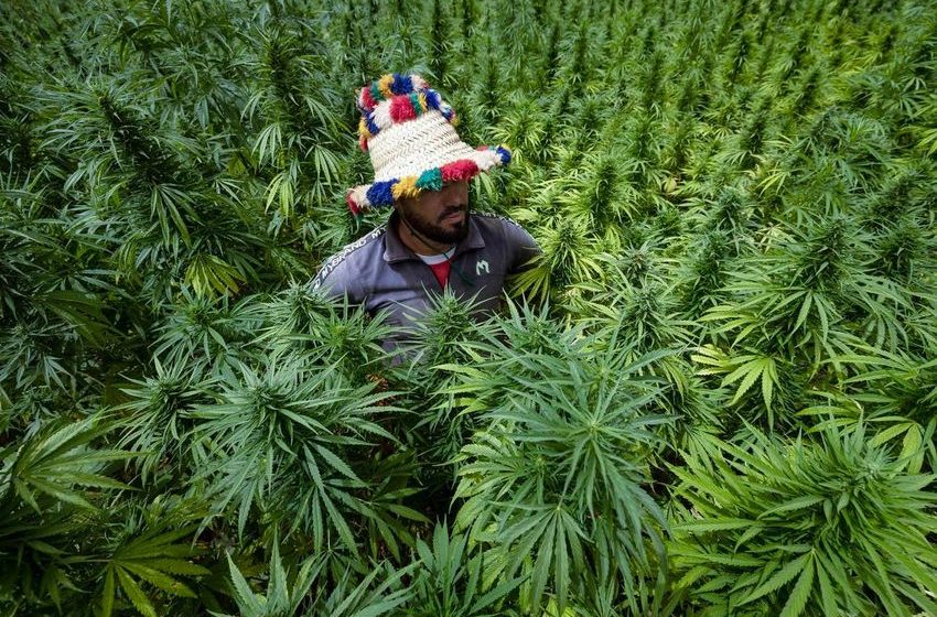  King Of Morocco Pardons Over 4,800 Cannabis Farmers