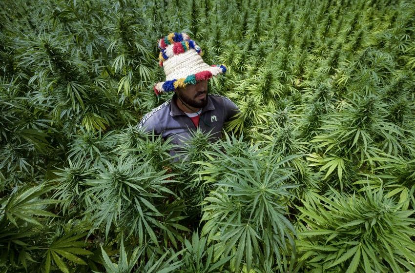  Morocco to pardon 4800 people convicted of growing marijuana. They will be encouraged to become productive members of society by … growing marijuana [Cool]