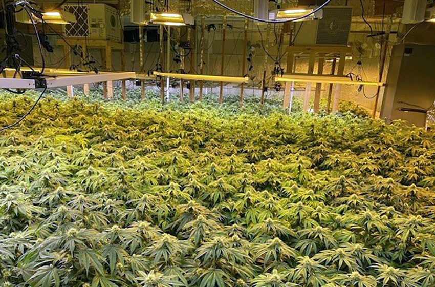  Maine Regulators Reject Letting Utility Report Suspect Marijuana Growers to Police