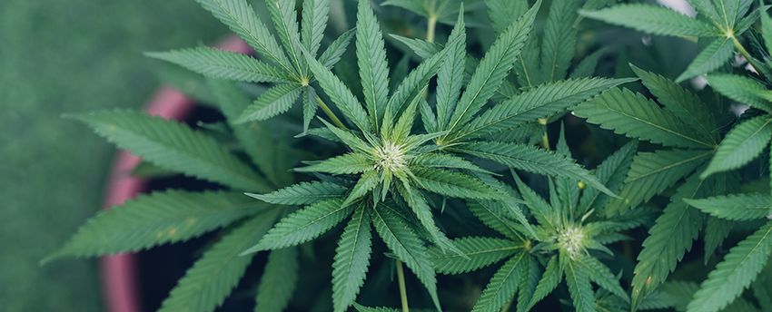  Cannabis Revealed to Have Anti-Aging Effect in The Brains of Mice