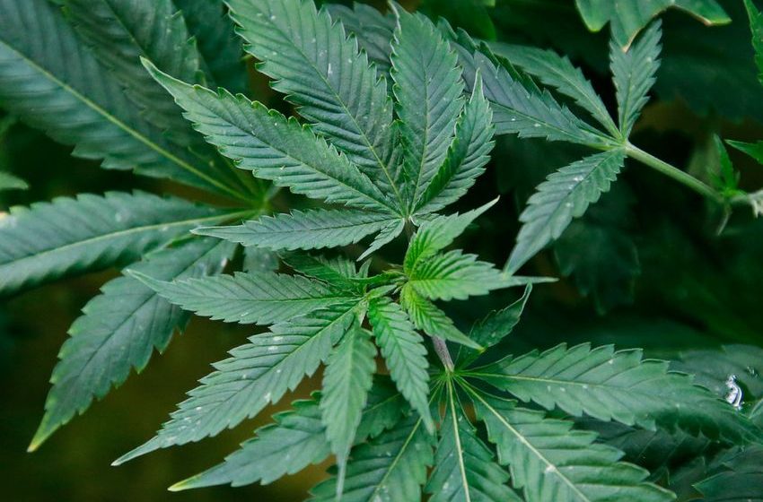  North Dakota to Vote on Recreational Marijuana Legalization in November Election