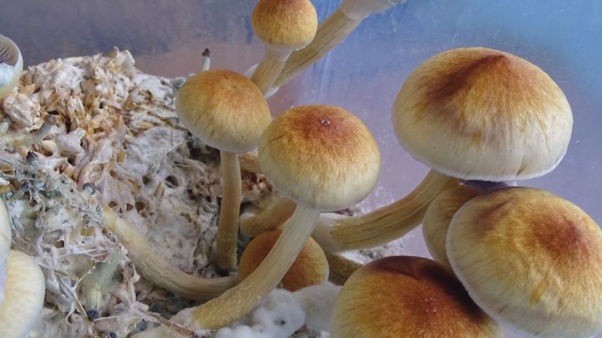  CU professor studying how psychedelics affect cancer patients