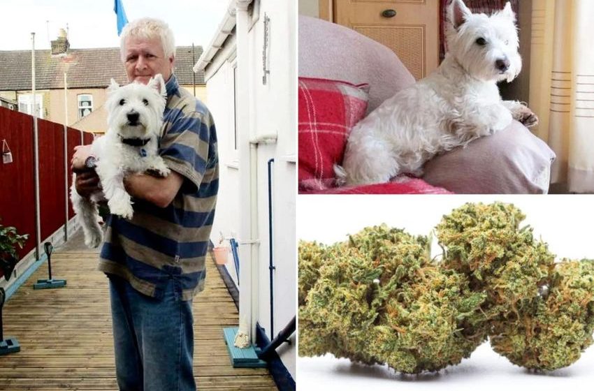  Dog rushed to vet after eating weed, getting high on the beach and acting like he was ‘away with the fairies’