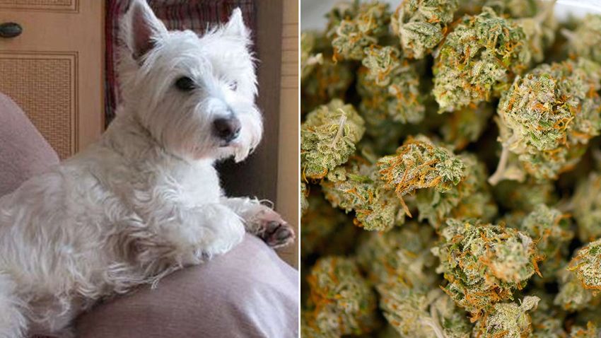  Dog owner says pet accidentally ate marijuana while out for a walk: ‘Could have died’